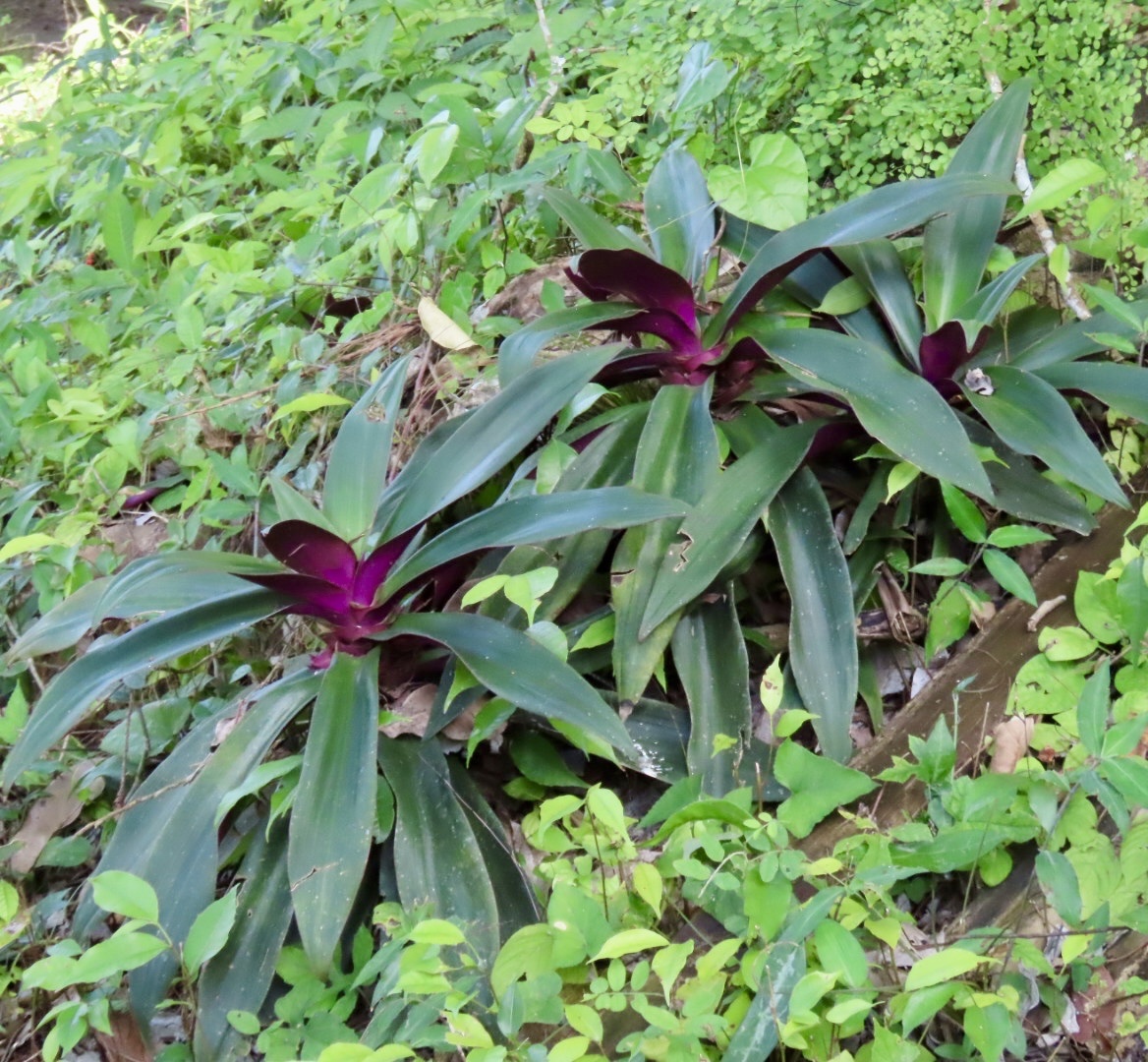 Imagem de Abacaxi-roxo