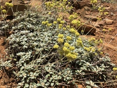 Eriogonum ternatum
