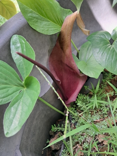 Foto de Antúrio taça de vinho