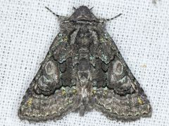 Behrensia conchiformis