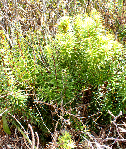 Leptecophylla robusta, photograph 1