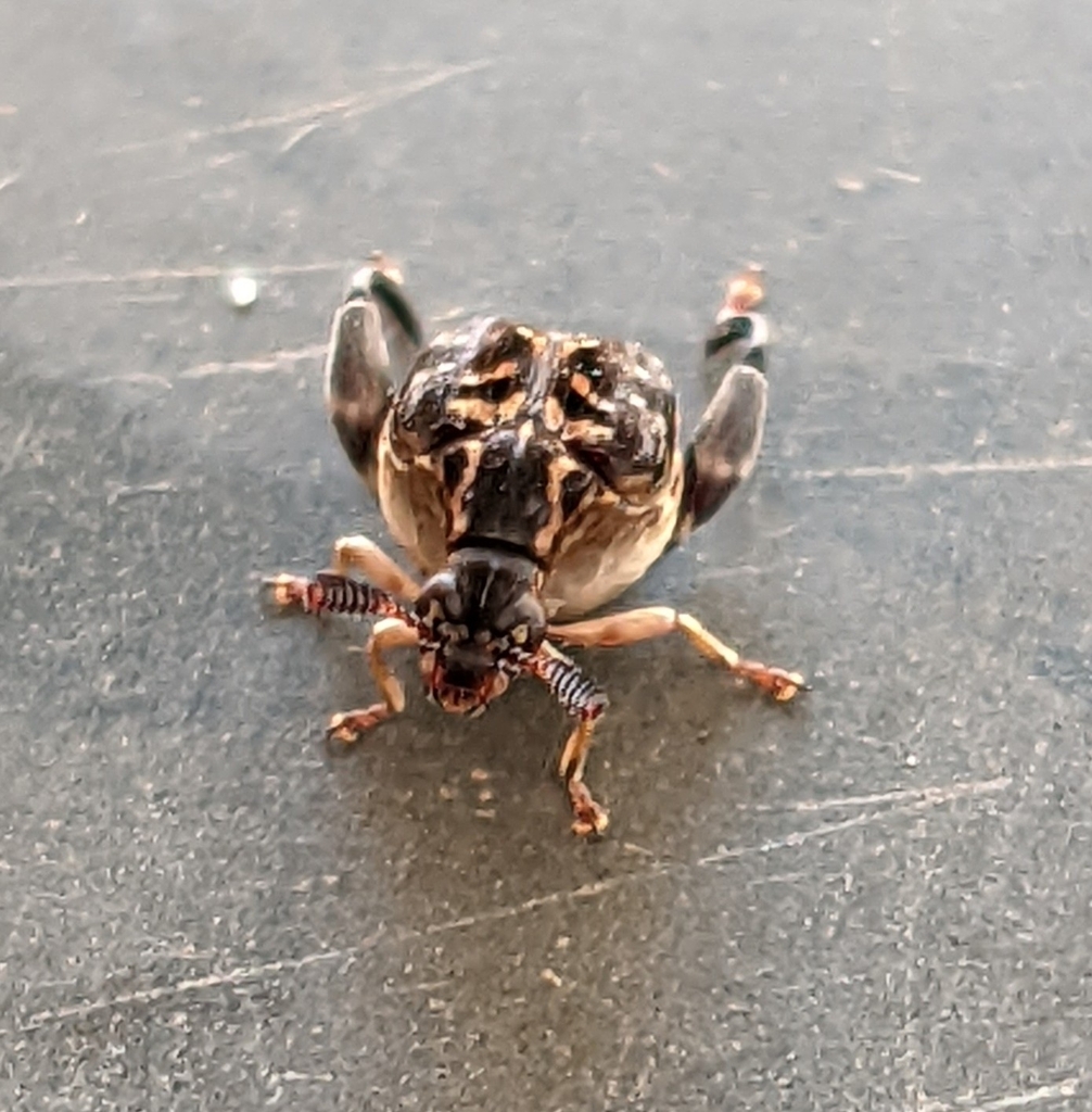 Pygiopachymerus lineola