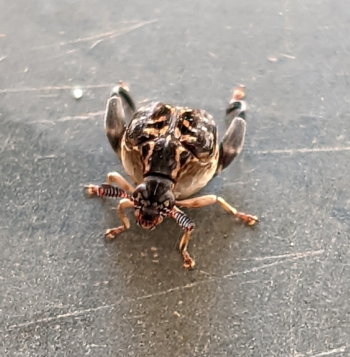 Pygiopachymerus lineola