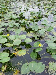 Nuphar japonica
