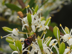 Nemophora sparsella