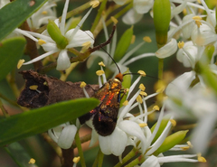 Nemophora sparsella