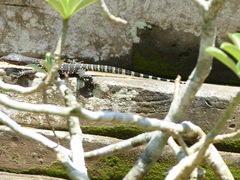 Varanus salvator bivittatus