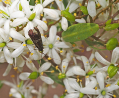 Nemophora sparsella