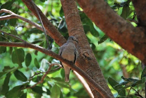 Picuí Ground Dove