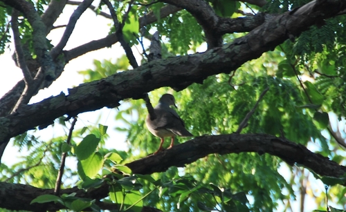 White-tipped Dove