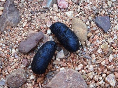 Petrogale lateralis