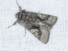 Behrensia conchiformis