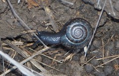 Helminthoglypta nickliniana ramentosa