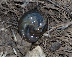 Helminthoglypta nickliniana ramentosa
