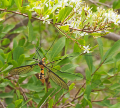 Leptotarsus clavatus