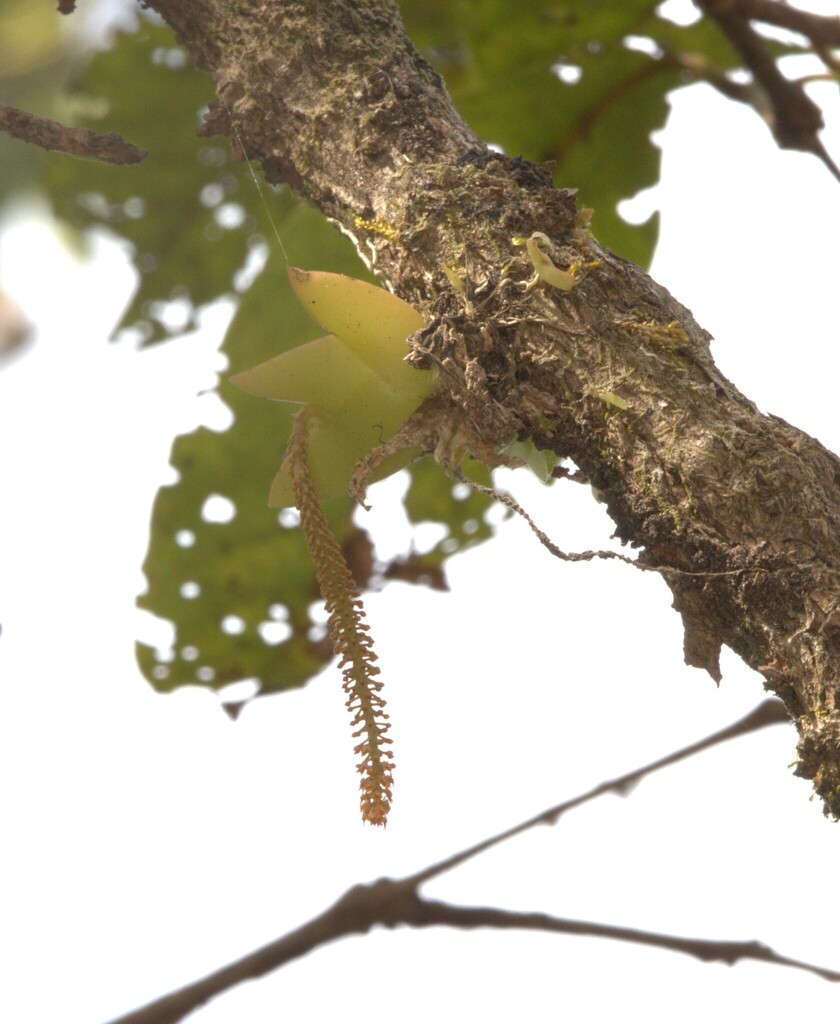 Oberonia brachystachys