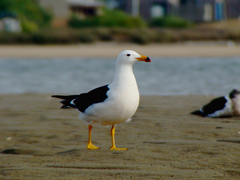 Larus atlanticus