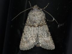 Sympistis perscripta