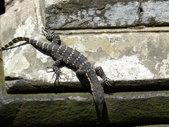 Varanus salvator bivittatus