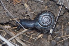 Helminthoglypta nickliniana ramentosa