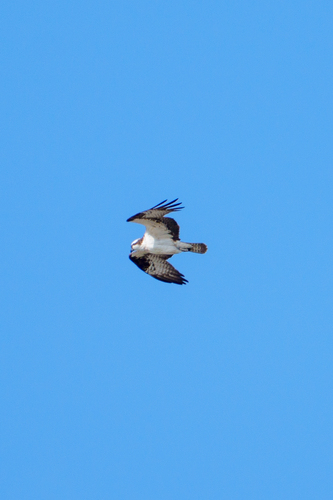 iNaturalist observation photo of Osprey