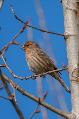 iNaturalist observation photo of House Finch
