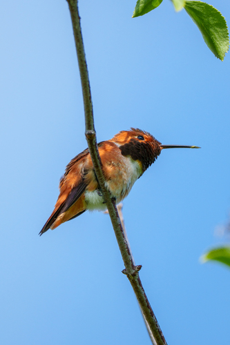 iNaturalist observation photo of Allen's Hummingbird