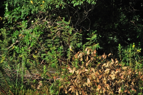 White-throated Kingbird