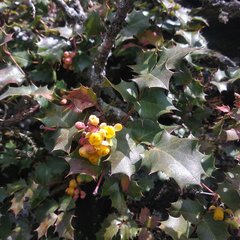 Berberis alpina