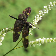 Rhyothemis princeps