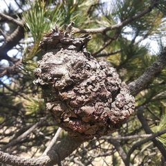 Cronartium conigenum