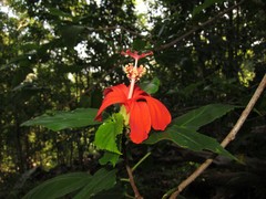 Hibiscus kokio