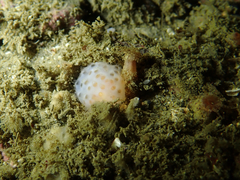Eudistoma molle