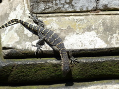 Varanus salvator bivittatus