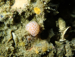 Eudistoma molle
