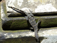 Varanus salvator bivittatus