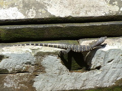 Varanus salvator bivittatus