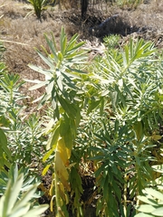 Euphorbia glauca