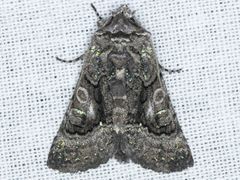 Behrensia conchiformis