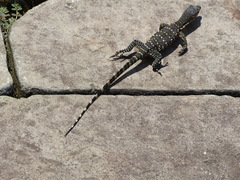 Varanus salvator bivittatus