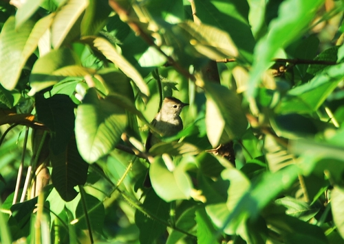 Southern Beardless-Tyrannulet
