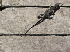 Varanus salvator bivittatus