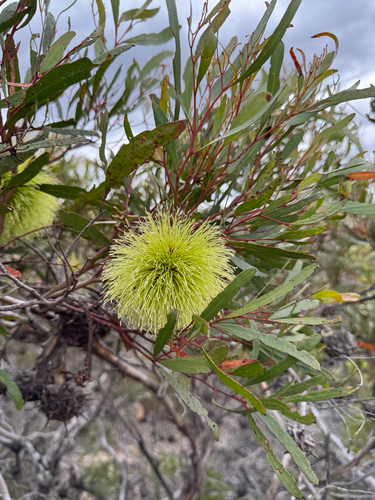 Octopus Mallee (Eucalyptus sinuosa)