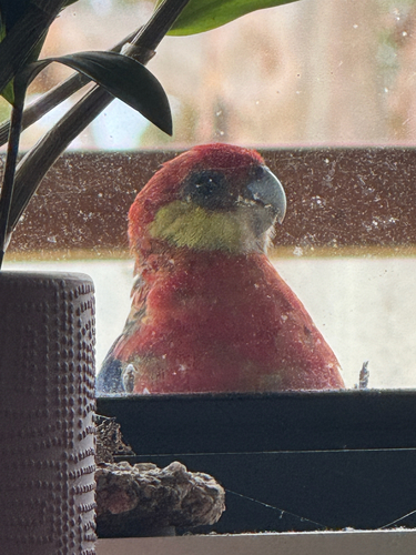 Western Rosella (Platycercus icterotis)