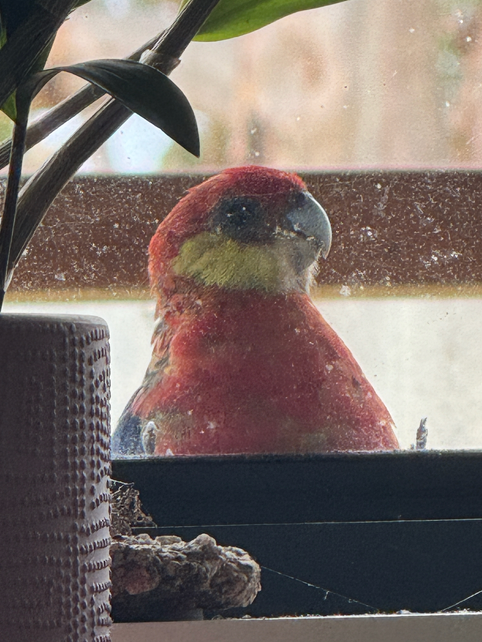 Western Rosella (Platycercus icterotis), photo 1