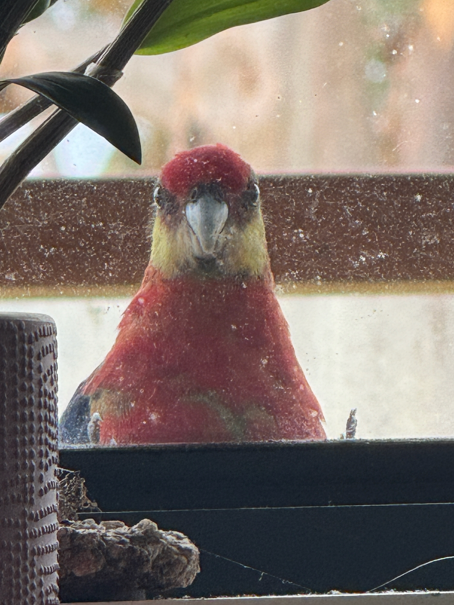 Western Rosella (Platycercus icterotis), photo 2
