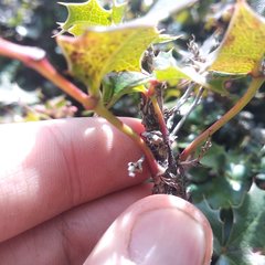 Berberis alpina