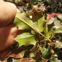 Berberis alpina