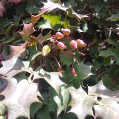 Berberis alpina