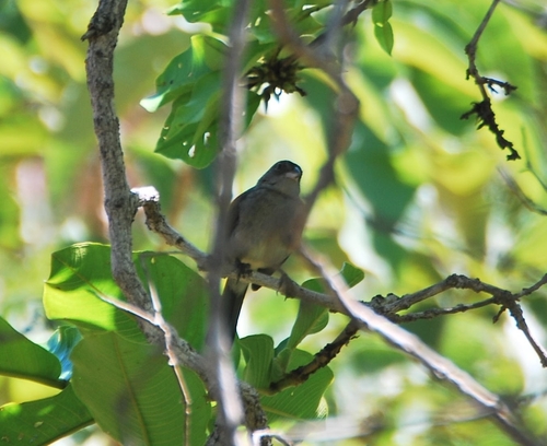 Pileated Finch